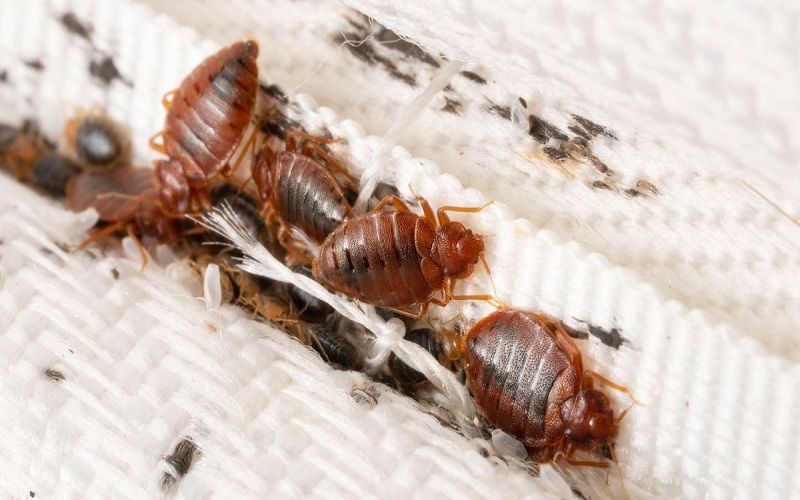 Bed Bugs Get into
